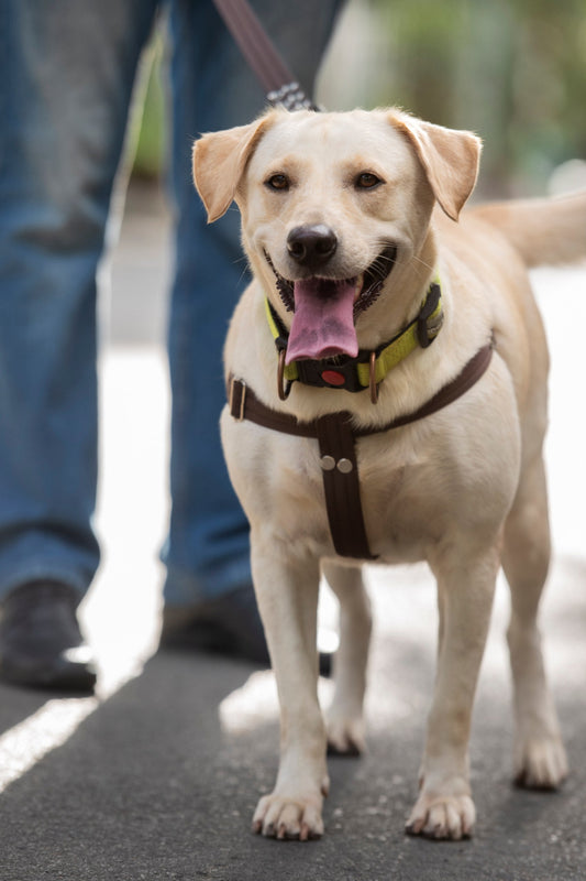 Top 5 Tips to Keep Your Dog Comfortable During Walks