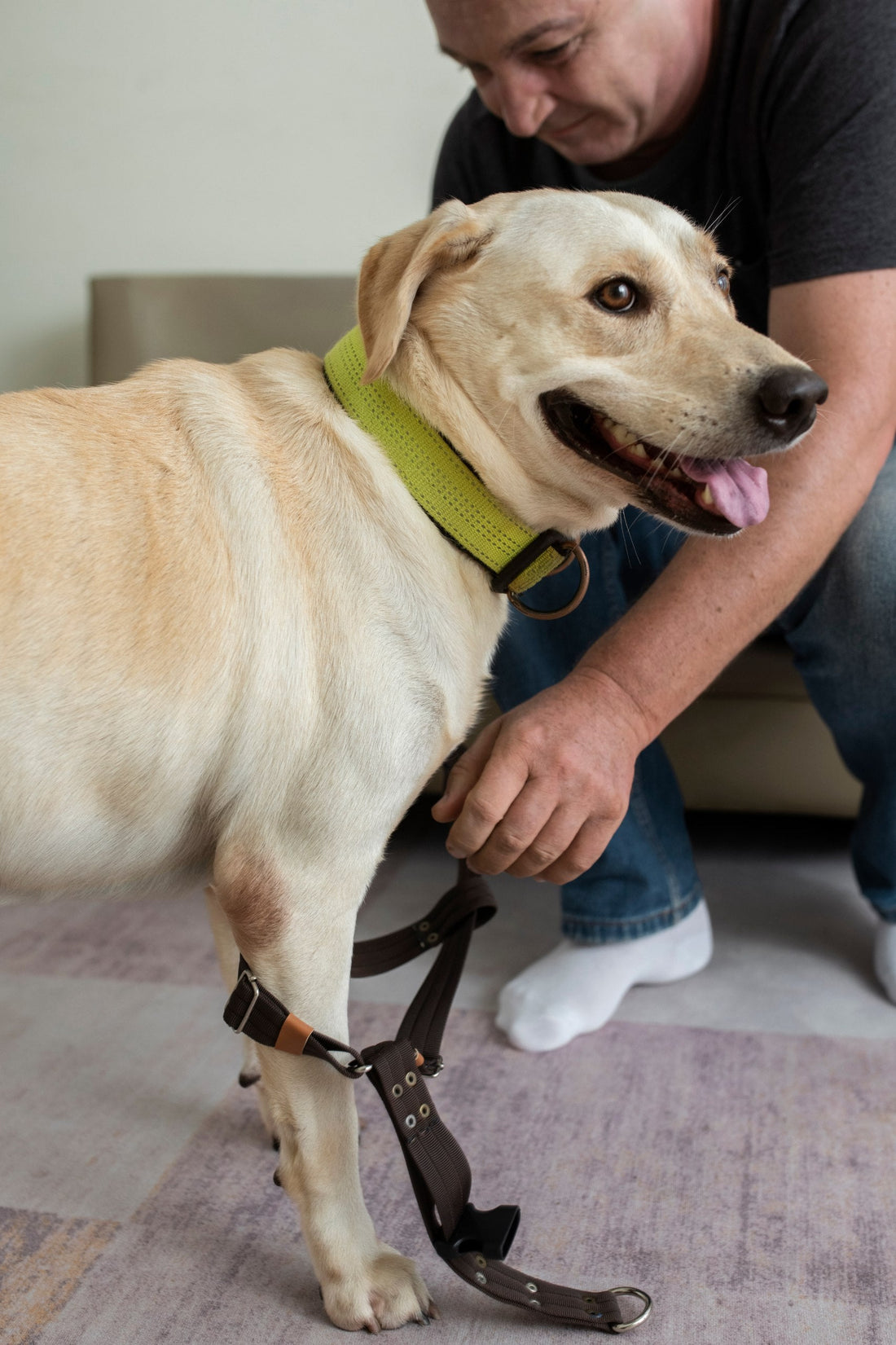 How to Choose the Perfect Dog Harness